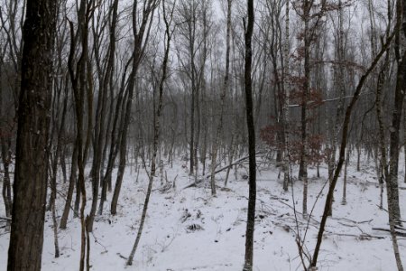 Forest south of Ferch with snow 2021-02-07 02