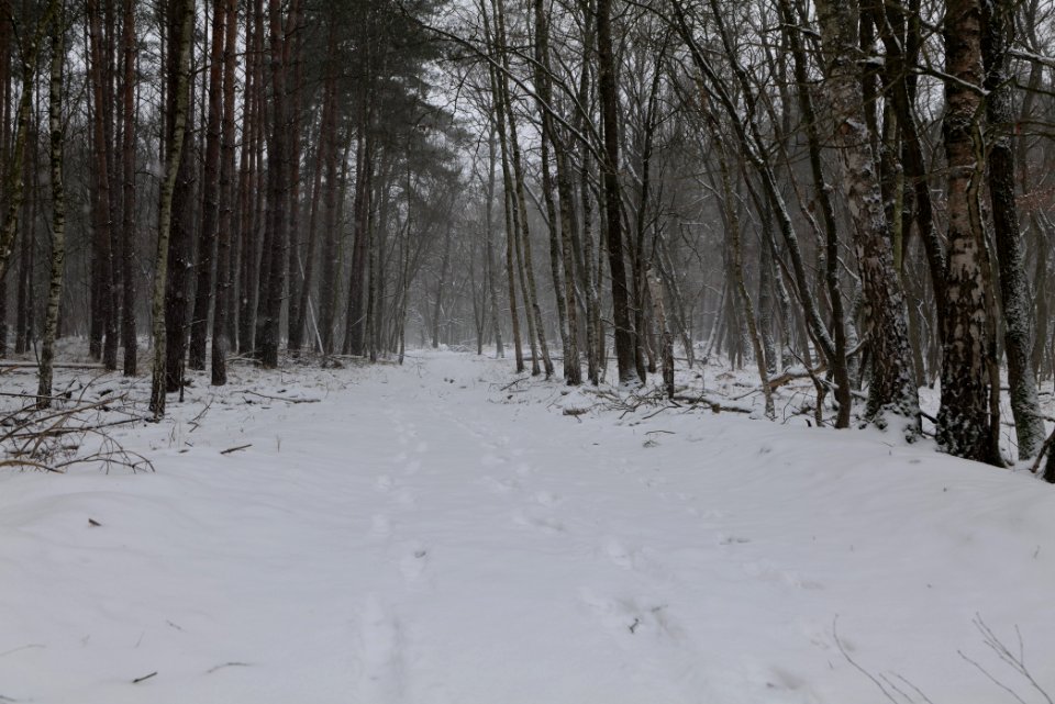 Forest south of Ferch with snow 2021-02-07 08