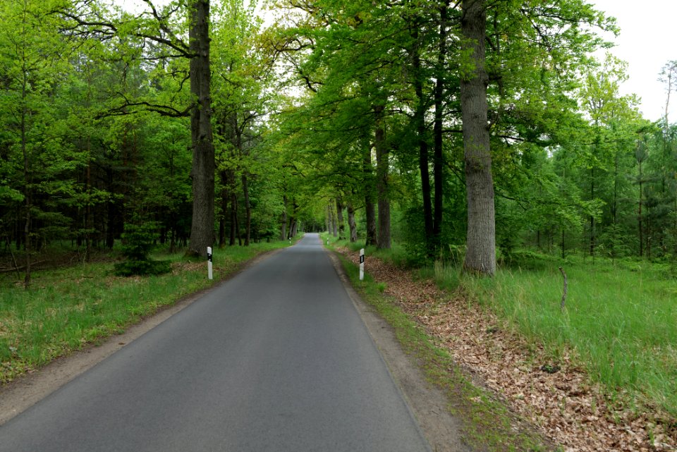 Forest Mahlendorf Warthe 2021-05-29 05