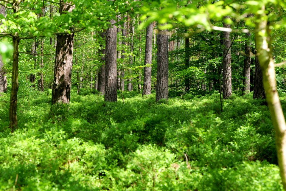 Forest in Gandenitz 2021-05-29 24