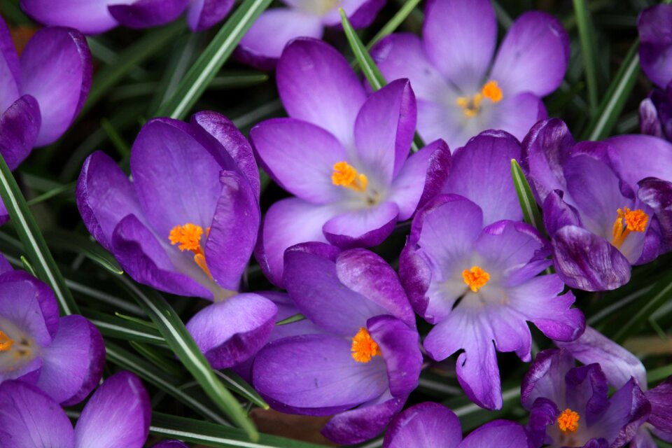 Flower purple spring photo