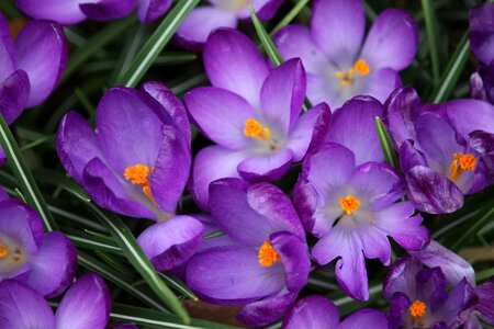 Flower purple spring photo