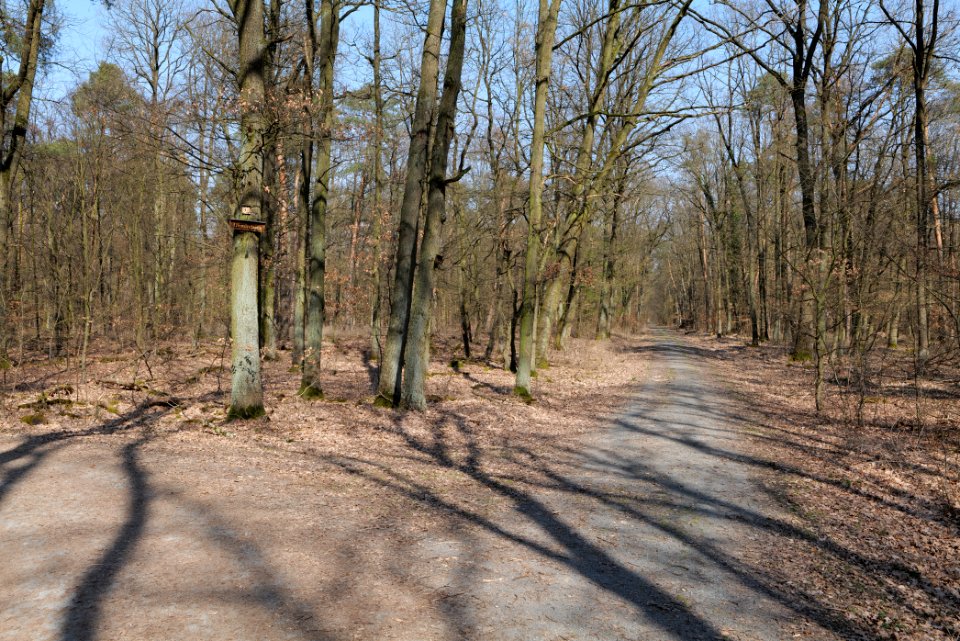 Forest Neu-Isenburg 2020-03-27 01