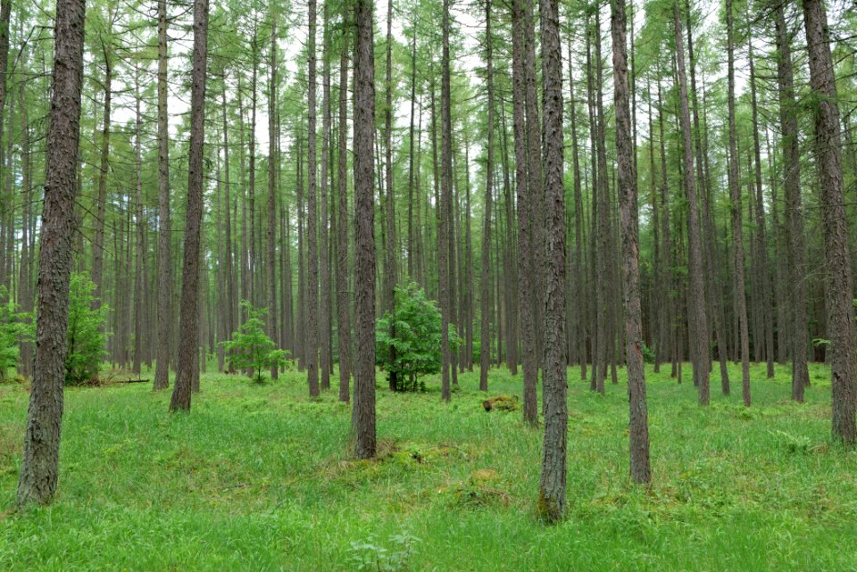 Forest in Gandenitz 2021-05-29 26