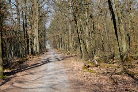 Forest Neu-Isenburg 2020-03-27 04