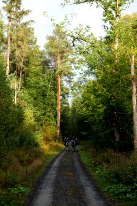 Forest walk at Herrenwald Stadtallendorf 2020-10-07 05
