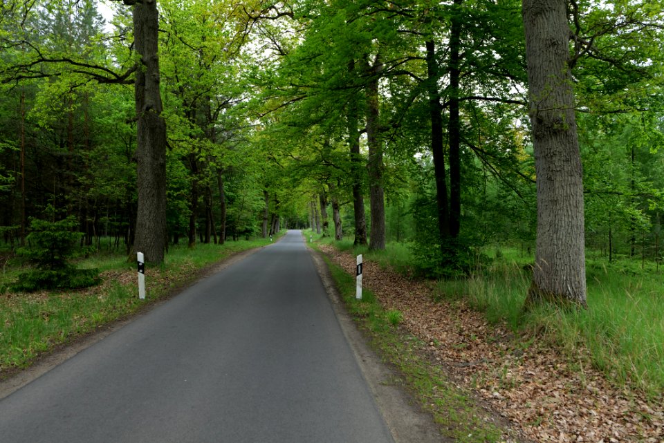 Forest Mahlendorf Warthe 2021-05-29 06