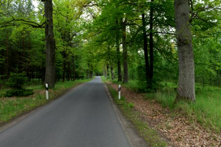 Forest Mahlendorf Warthe 2021-05-29 06