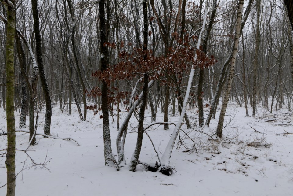 Forest south of Ferch with snow 2021-02-07 09
