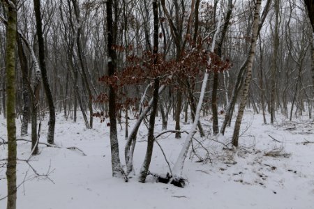Forest south of Ferch with snow 2021-02-07 09