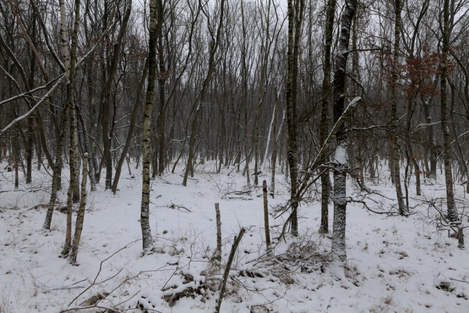 Forest south of Ferch with snow 2021-02-07 07