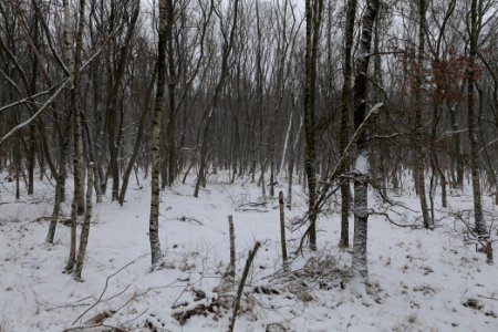 Forest south of Ferch with snow 2021-02-07 07