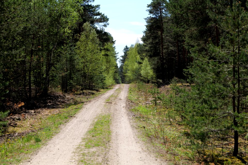 Forest in Lindenbrück 2021-05-09 02