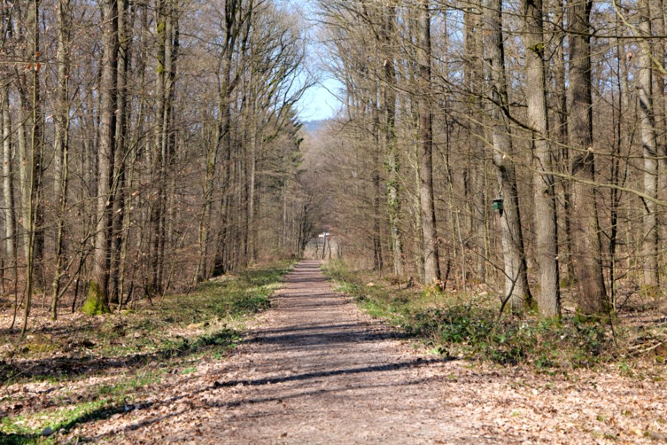Forest near Börnchesberg Kronberg 2020-03-25 05