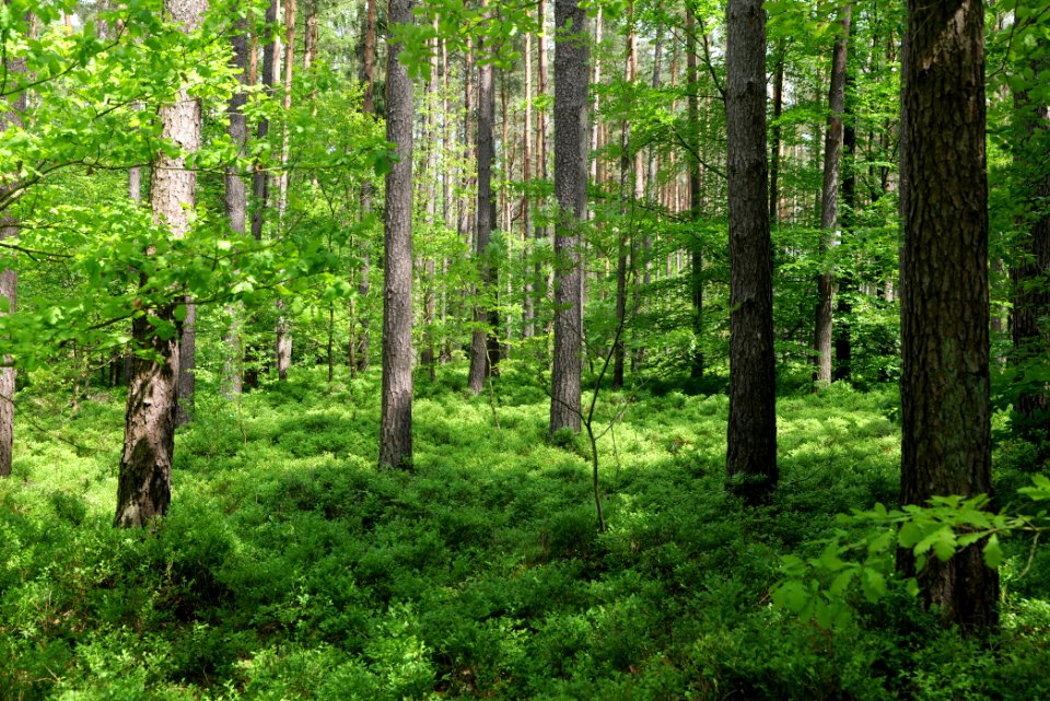 Forest in Gandenitz 2021-05-29 23