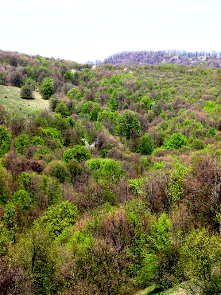 Forest on 73C, outside Berevoieşti