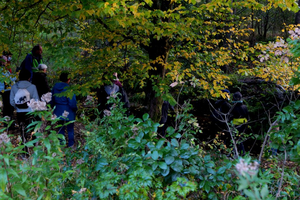 Forest walk at Herrenwald Stadtallendorf 2020-10-07 06