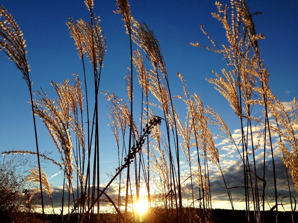 Sun backlighting meadow