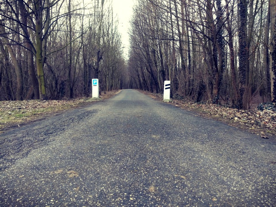 Forest Road (201072175)