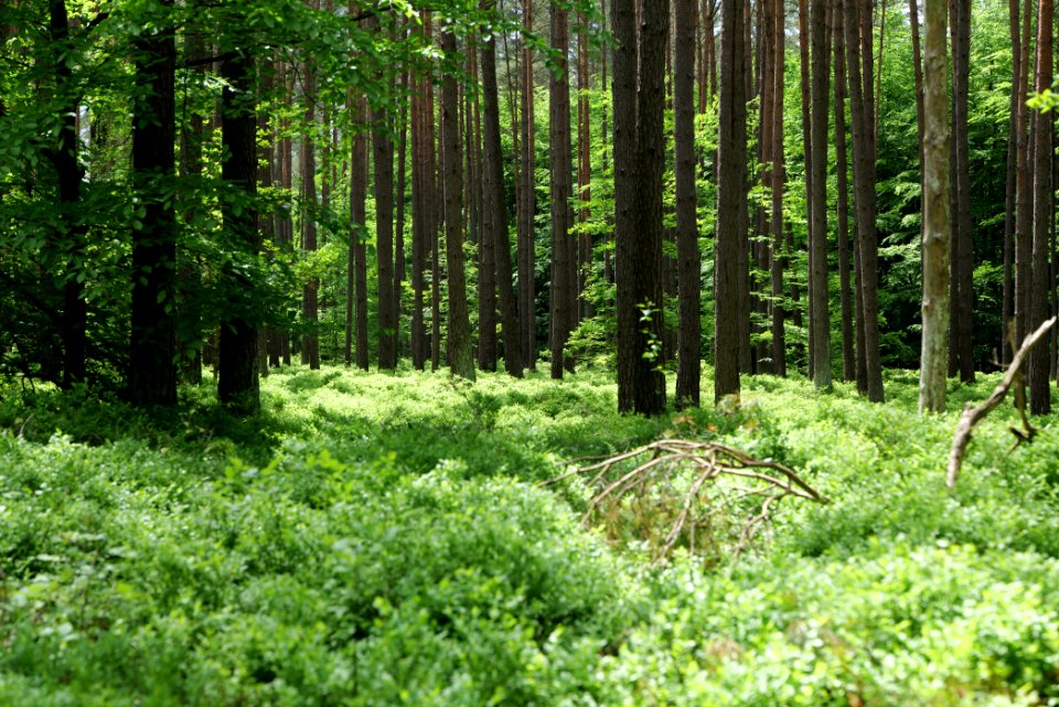 Forest in Gandenitz 2021-05-29 06