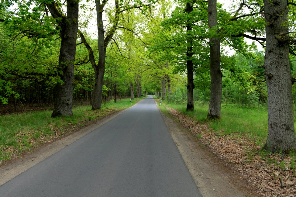 Forest Mahlendorf Warthe 2021-05-29 02