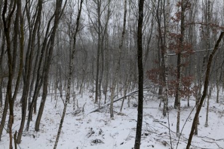 Forest south of Ferch with snow 2021-02-07 03