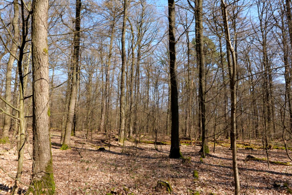 Forest near Börnchesberg Kronberg 2020-03-25 10
