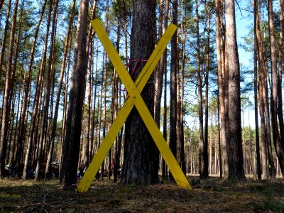 Forest walk at Jänschwalde open-pit mine 62