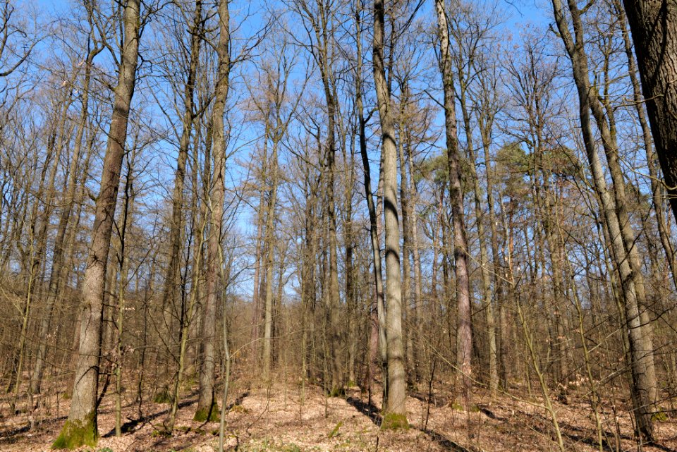 Forest near Börnchesberg Kronberg 2020-03-25 08