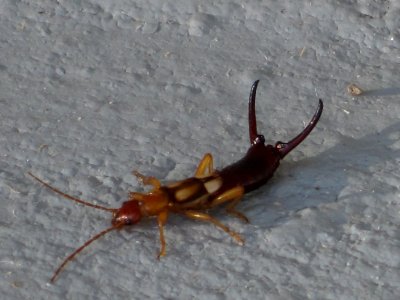 Forficula smyrnensis (Earwig sp.), Skala Kalloni, Lesbos, Greece