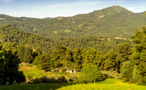 Forest north Euboea Greece photo