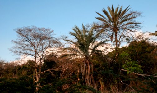 Forest in San Juan Bautista