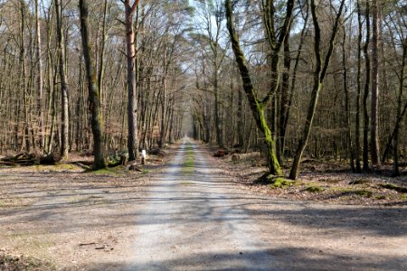 Forest Neu-Isenburg 2020-03-27 06