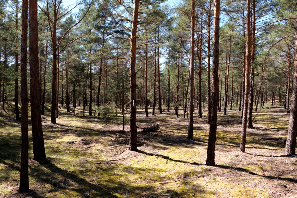 Forest in Wünsdorf 2021-05-09 02