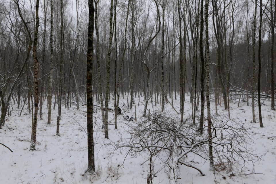 Forest south of Ferch with snow 2021-02-07 05