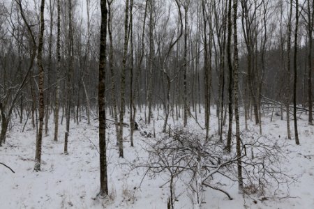 Forest south of Ferch with snow 2021-02-07 05