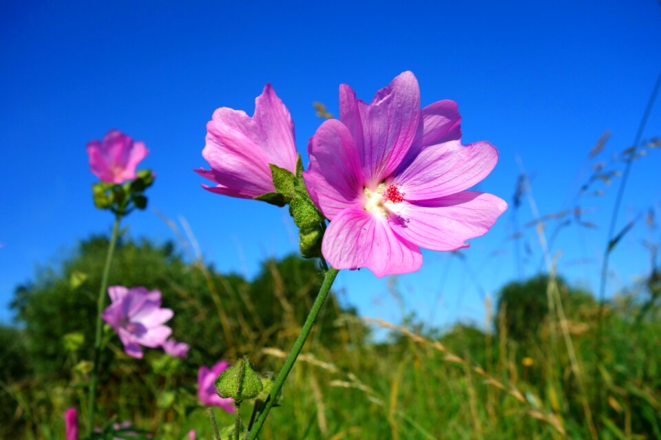 Geranium plant blossom