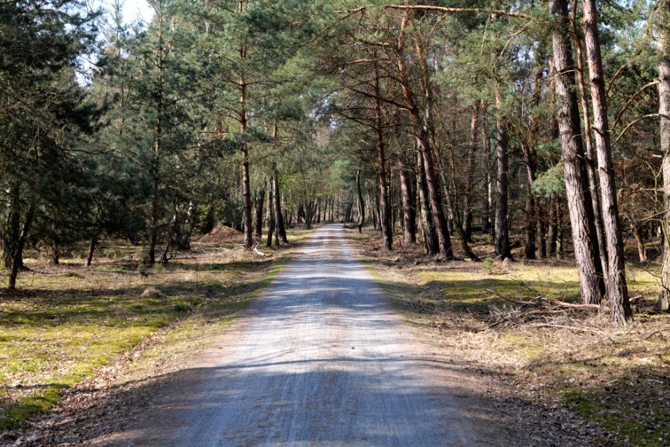 Forest Neu-Isenburg 2020-03-27 05