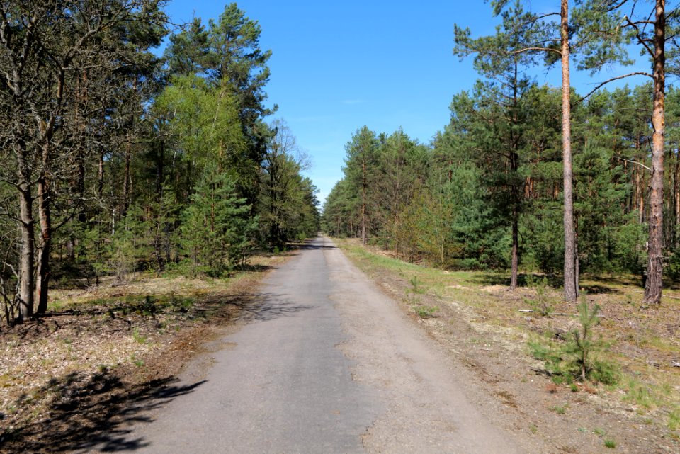 Forest in Lindenbrück 2021-05-09 19