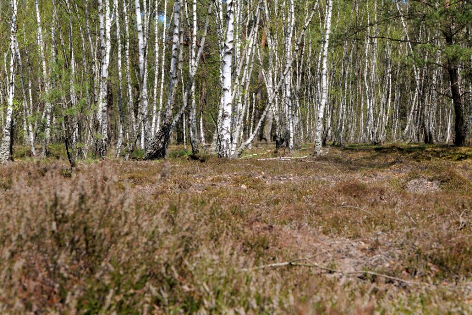 Forest in Lindenbrück 2021-05-09 15