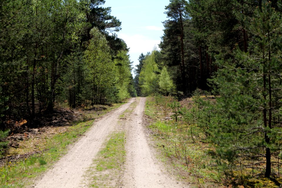 Forest in Lindenbrück 2021-05-09 03