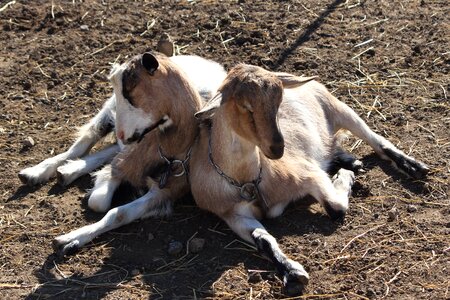 Barnyard sleeping livestock photo