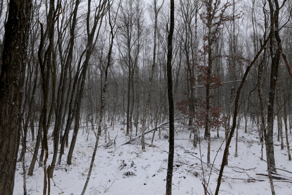 Forest south of Ferch with snow 2021-02-07 01