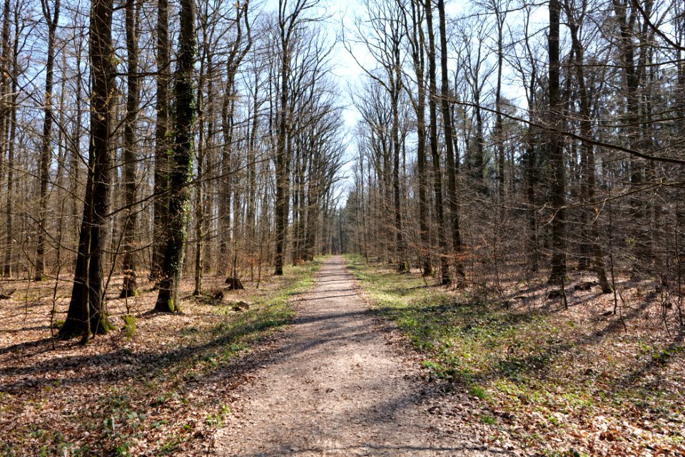Forest near Börnchesberg Kronberg 2020-03-25 11