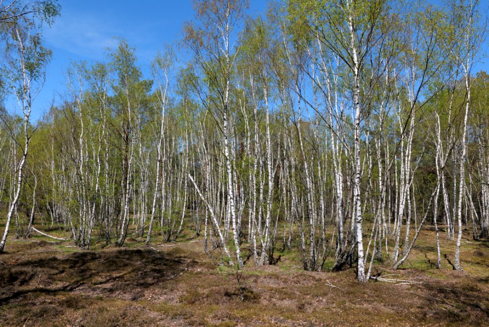 Forest in Lindenbrück 2021-05-09 09