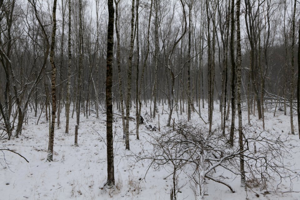 Forest south of Ferch with snow 2021-02-07 06