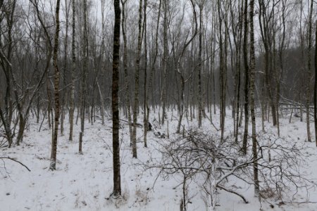 Forest south of Ferch with snow 2021-02-07 06