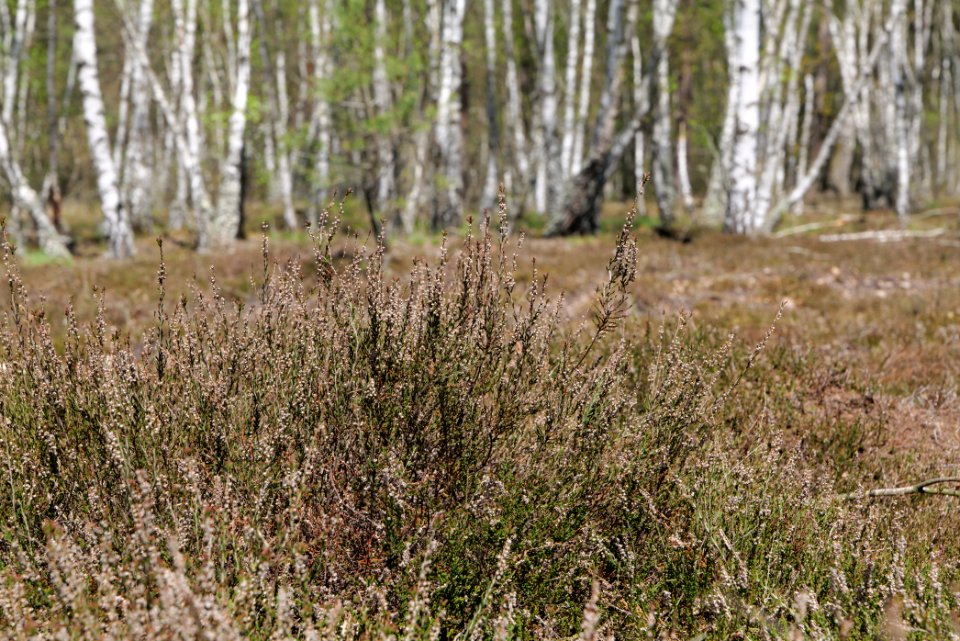 Forest in Lindenbrück 2021-05-09 13