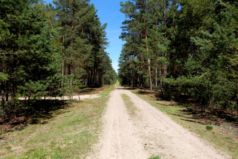 Forest in Lindenbrück 2021-05-09 05