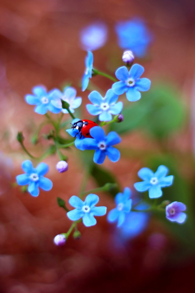 Forget Me Not (232609109)